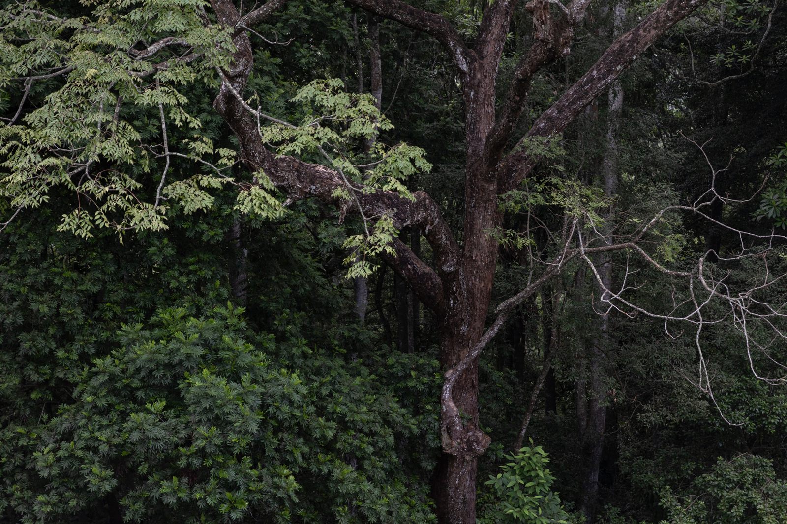 Greenwood Edge ancient highland forest canopy in Hanthana