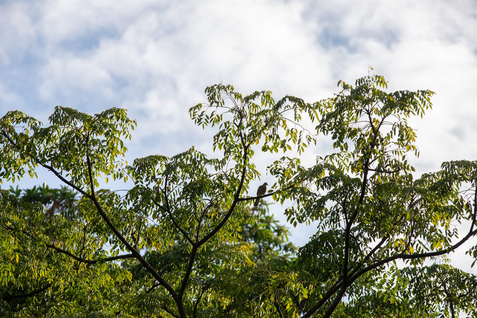 Endemic bird perched on branch